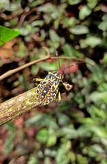 Pachylis laticornis
