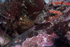 Coccotropsis gymnoderma