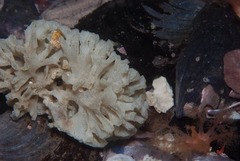 Gigantopora polymorpha