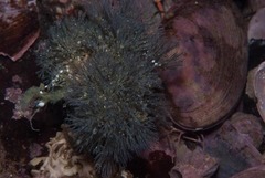 Virididentula dentata