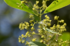 Pristimera celastroides