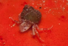 Anapagurus hendersoni