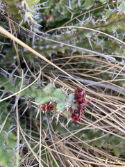 Euphorbia vandermerwei