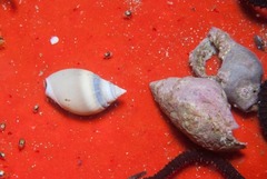 Bullia laevissima