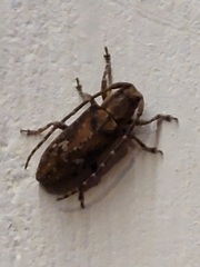 Ropica dorsalis