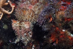 Sepia pulchra