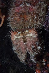 Sepia pulchra