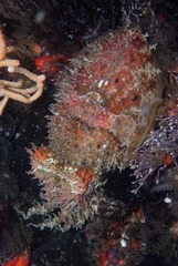 Sepia pulchra