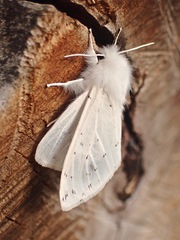 Spilosoma vestalis
