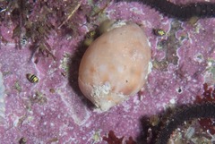 Semicassis zeylanica