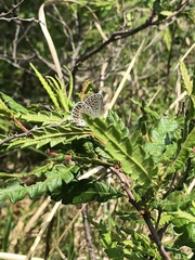 Plebejus samuelis