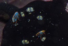 Cyproidea ornata