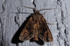 Ichneutica skelloni