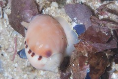 Semicassis zeylanica