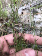Eleocharis tenuis pseudoptera
