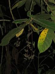 Ocotea macrophylla