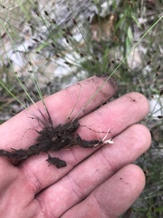 Eleocharis tenuis pseudoptera