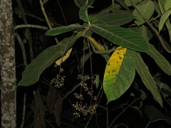 Ocotea macrophylla