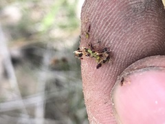 Eleocharis tenuis pseudoptera