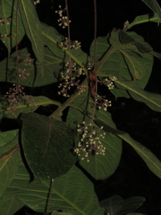 Ocotea macrophylla