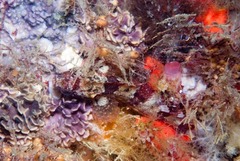 Clinus taurus