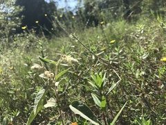 Pseudosermyle strigata