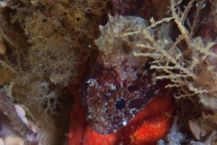 Clinus taurus
