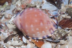 Semicassis zeylanica