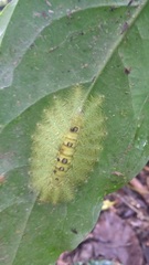 Tanaecia cibaritis