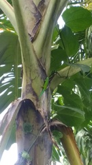 Phelsuma andamanensis