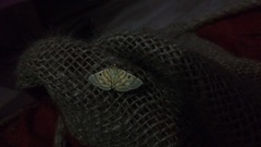 Notarcha