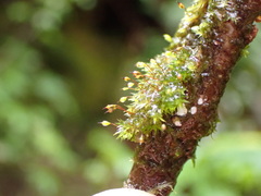 Daltonia splachnoides