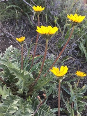 Balsamorhiza macrolepis