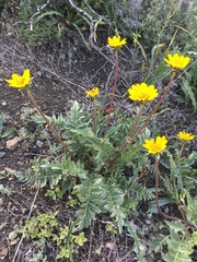 Balsamorhiza macrolepis