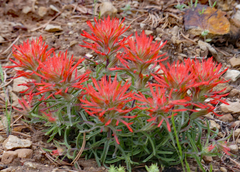 Castilleja scabrida scabrida