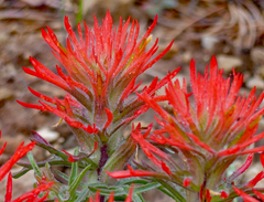 Castilleja scabrida scabrida