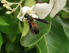 Montezumia nigriceps