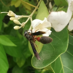 Montezumia nigriceps