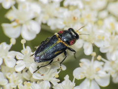 Bilyaxia obscurata