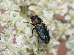 Bilyaxia obscurata