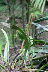 Arpophyllum
