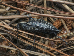 Homocyrtus bonni