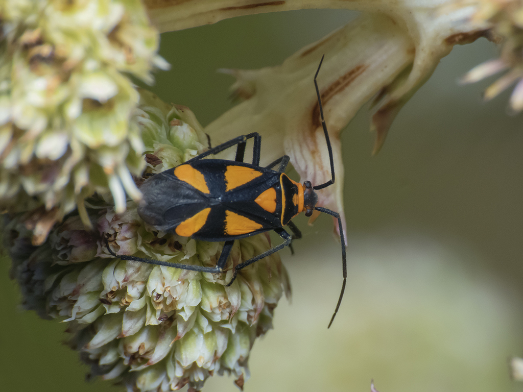 Eurylomata speciosa