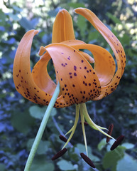 Lilium humboldtii humboldtii