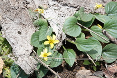 Viola utahensis