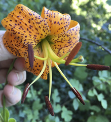 Lilium humboldtii humboldtii
