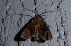 Ichneutica skelloni