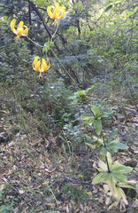 Lilium humboldtii humboldtii