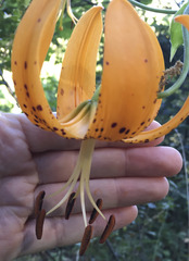 Lilium humboldtii humboldtii