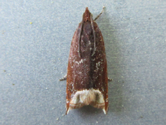 Ancylis selenana